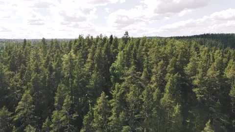 Smooth flight of the drone over a rocky mountain, on which green tall Video stock 161824477