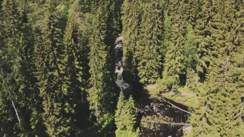 Smooth flight forward on a drone, over large, tall, green conifers, a river Vidéo 161824492