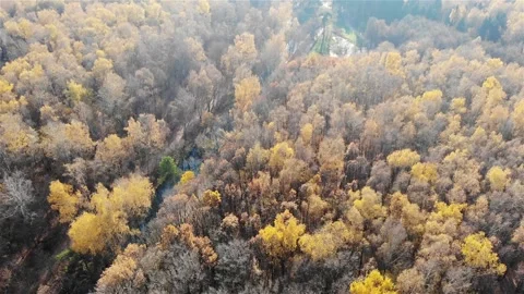 Smooth flight over the autumn forest Stock Footage 256232524