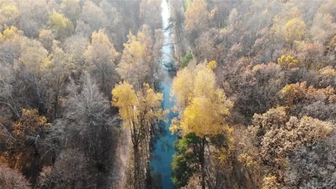 Smooth flight over the autumn forest Stock Footage 256232528