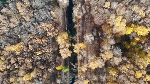 Smooth flight over the autumn forest Stock Footage 256232592