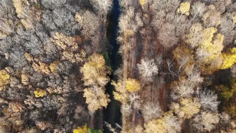 Smooth flight over the autumn forest Stock Footage 256813861