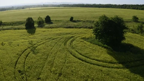 Smooth flight over a beautiful field with yellow rapeseed flowers. Stockbeeldmateriaal 141762094