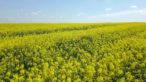 Smooth flight over beautiful yellow flowering meadow in summer. Stock Footage 278949442