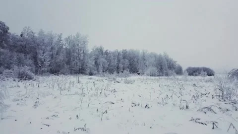 Smooth flight over the field towards the side of a snow-covered white forest Video stock 167061845