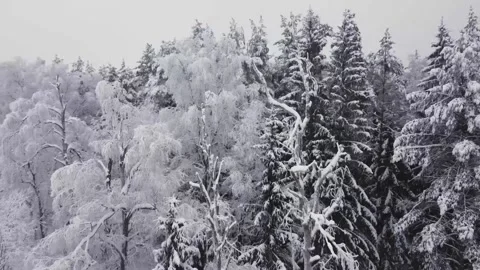 Smooth flight over snow-covered white trees, winter, light haze, aerial view Vidéo 167061812