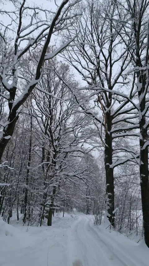 Smooth flight over a snow-covered road in a winter forest. Stock Footage 251441121