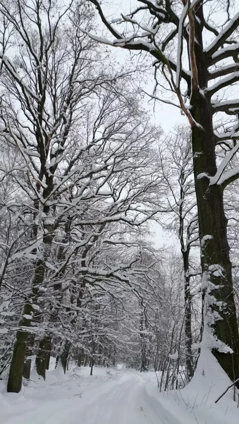 Smooth flight over a snow-covered road in a winter forest. Stock Footage 252880063
