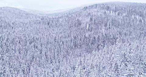 Smooth flight over snow covered forests and rolling hills. Stock Footage 326531134