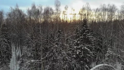 Smooth flight over a snowy forest Stock Footage 256814108