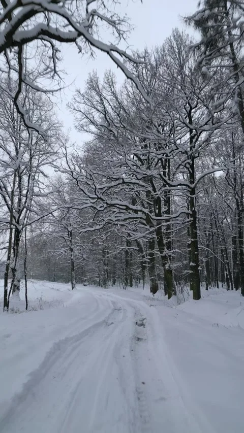 Smooth flight over snowy road in a cold winter forest Stock Footage 256136267