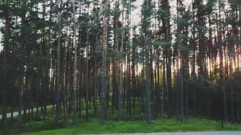 Smooth flight to the side, fir trees, the sun plays between the trees, park Vidéo 161435058