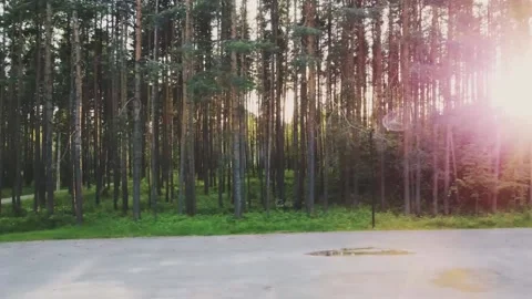 Smooth flight to the side, fir trees, the sun plays between the trees Vidéo 161435191