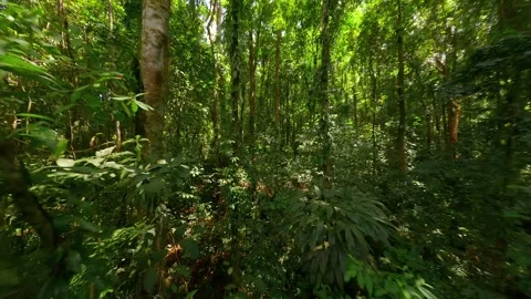 Smooth flight through green tropical rainforest in Thailand Stock Footage 264768290