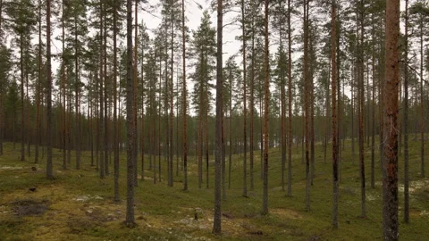 A smooth flight through a pine forest Vidéo 205364111