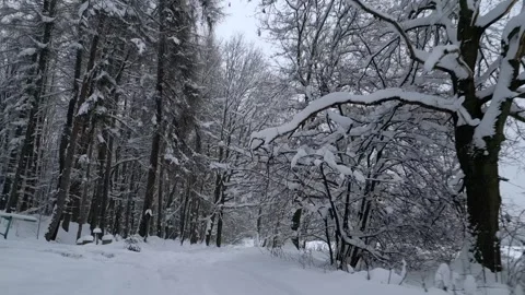Smooth flight through snow-covered cold winter forest Stock Footage 253471051