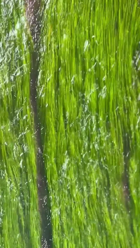 Smooth flow of water over vibrant green algae in a river Stock Footage 319500006