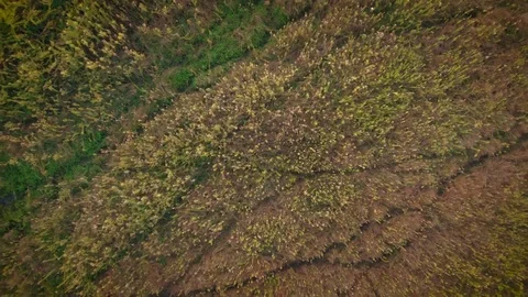 Smooth Flying Over Green Grass Stock Footage 82224551