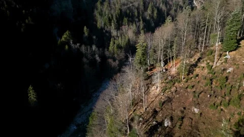 A smooth flyover of an alpine river in a forest Stock Footage 301542296