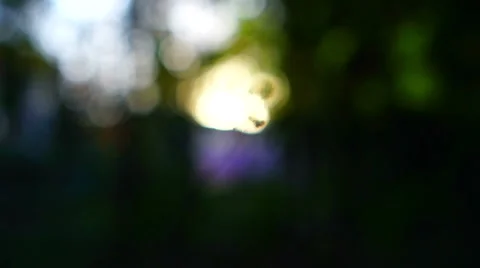 Smooth focus adjustment Stock Footage 67385589