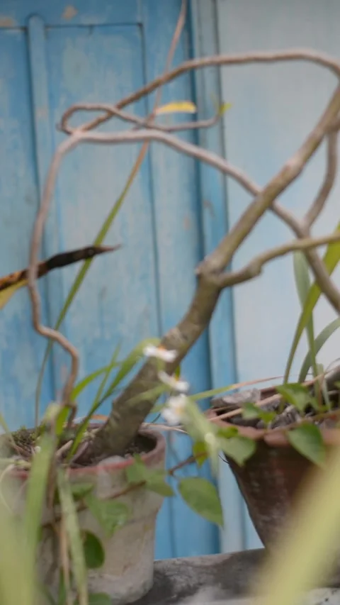 Smooth Focus Pull on Delicate White Flowers against Blue Wooden Door Stock Footage 341802650