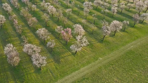 Smooth forward aerial flight over a blooming almond orchard in spring. Stock Footage 331385144