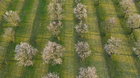 Smooth forward aerial flight over a blooming almond orchard in spring. Stock Footage 331385145