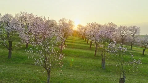 Smooth forward aerial flight over a blooming almond orchard in spring. Stock Footage 331509019