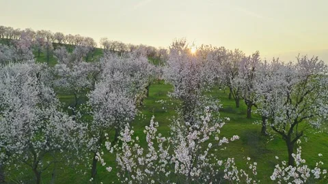 Smooth forward aerial flight over a blooming almond orchard in spring. Видео 331509034