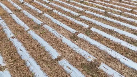 Smooth Forward Aerial View Over Agricultural Field With Plastic Mulch Rows Vidéo 348120604