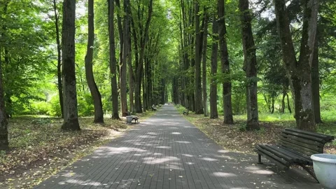 Smooth forward camera motion along empty park alley lined with tall linden .. Stock Footage 341512790