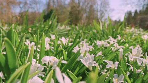 Smooth forward camera movement through blooming white scilla flowers Stockbeeldmateriaal 331647061