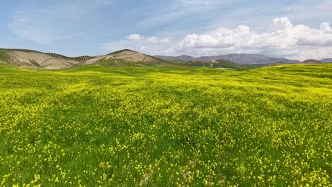 Smooth Forward Flight Above Wildflowers After Crossing a Country Road Stock-Footage 340854143