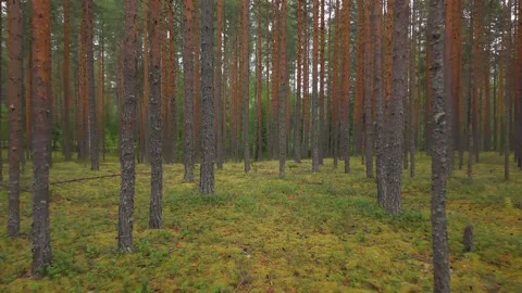 Smooth forward motion through a tranquil pine forest, showcasing tall trunks and Stockbeeldmateriaal 317234906