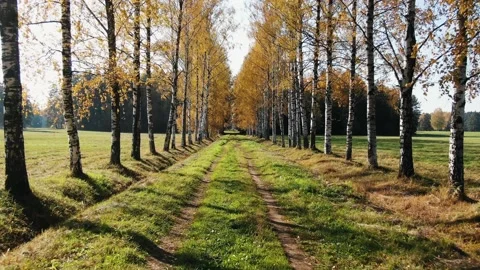 Smooth forward movement along a rural road along a birch alley in autumn Stock Footage 162694784