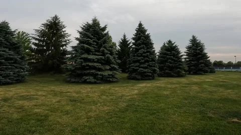 Smooth forward movement toward tall pine trees in a quiet Canadian town Stock-Footage 339070876