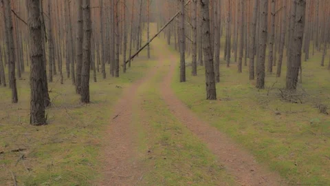 Smooth Forward Tracking Shot Along Dirt Path Through Pine Forest Video stock 347071066