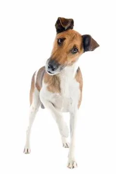 Smooth fox terrier Stock Photos