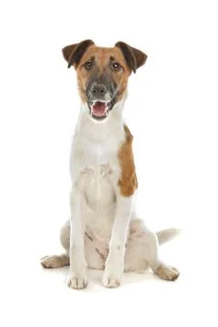 Smooth Fox Terrier Stock Photos