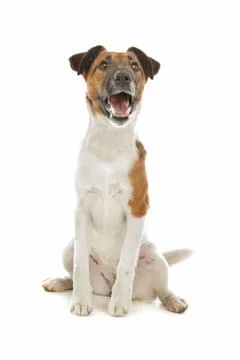 Smooth Fox Terrier Stock Photos