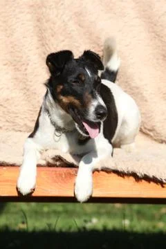 Smooth Fox Terrier Stock Photos