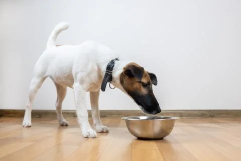 Smooth fox terrier puppy eats from bowl in a room.  Stock Photos