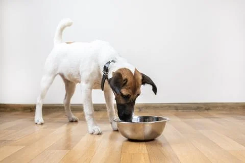 Smooth fox terrier puppy eats from bowl in a room.  Stock Photos