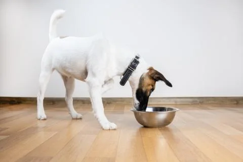 Smooth fox terrier puppy eats from bowl in a room. Stock Photos