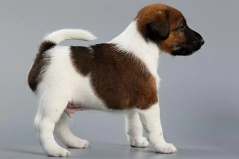 Smooth fox terrier. The puppy on a gray background, photographed close-up. Hu Stock Photos