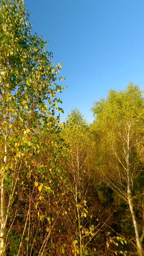 Smooth FPV drone flight in the autumn treetops in a birch forest. Stockbeeldmateriaal 288833845