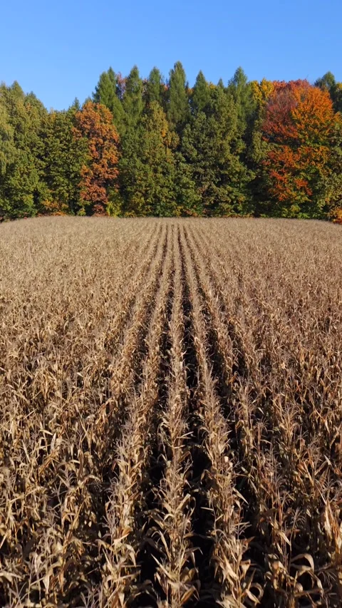 Smooth FPV drone flight over dry cornfield with autumn forest in the background Stock Footage 321608540