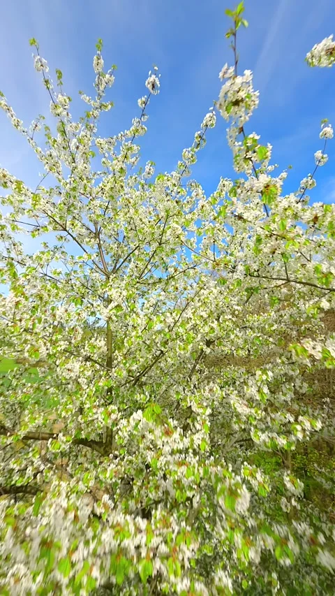 Smooth FPV drone flight through blooming trees with white spring flowers Video stock 306515909