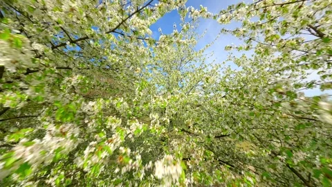 Smooth FPV drone flight through blooming trees with white spring flowers 스톡 동영상 306517133
