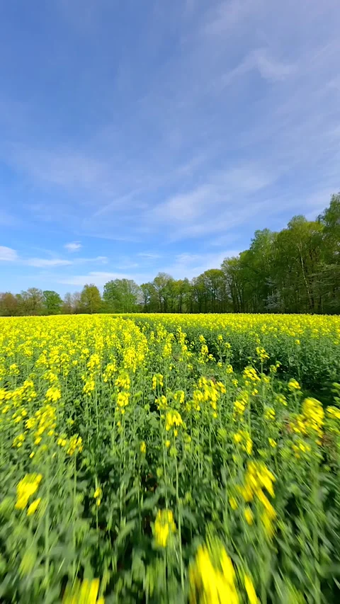 Smooth FPV flight over a yellow rapeseed field in spring. Stock Footage 273481195
